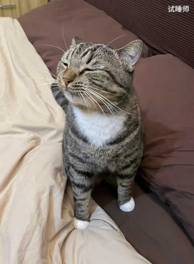 🉑养猫不用猫等于白养猫!