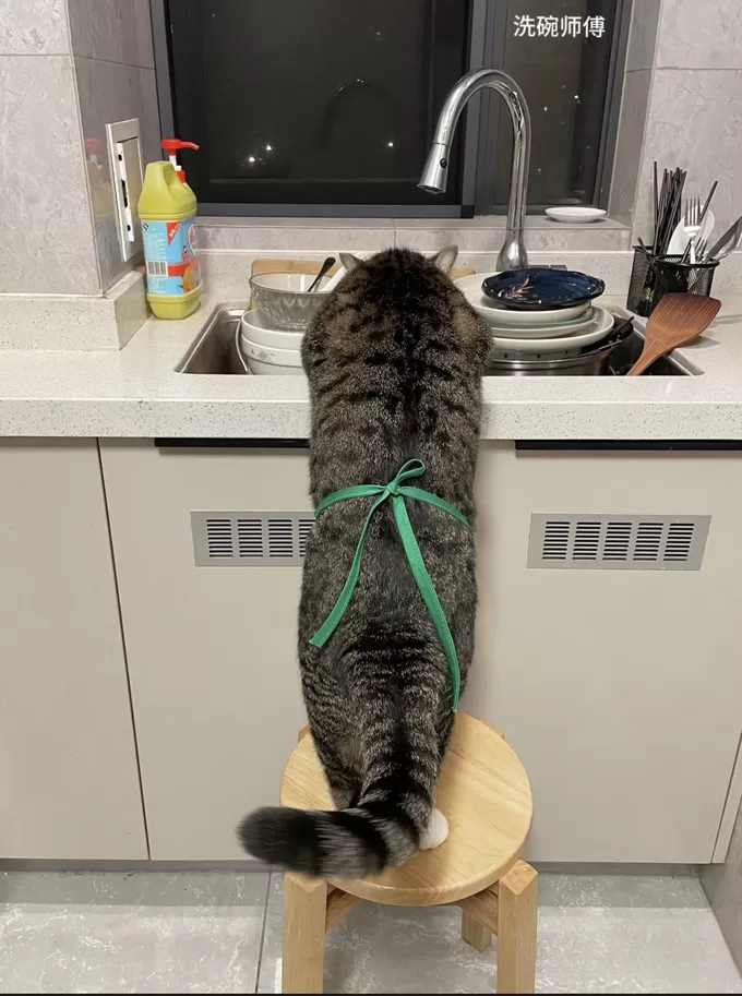 🉑养猫不用猫等于白养猫!