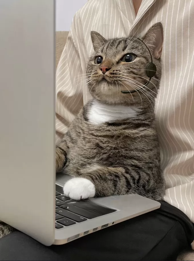 🉑养猫不用猫等于白养猫!