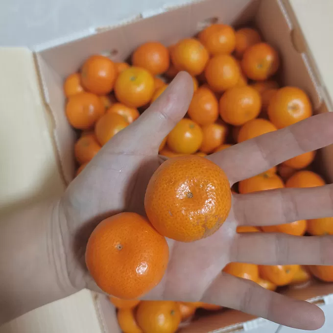 💗京鲜生下单的沙糖桔到货了可回购!