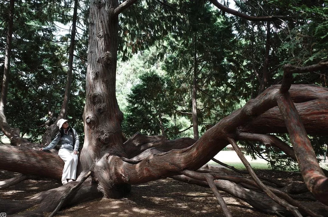 旅游推荐国🔥外游：18天自驾新西兰学会了enjoy所有坏天气(施工中)