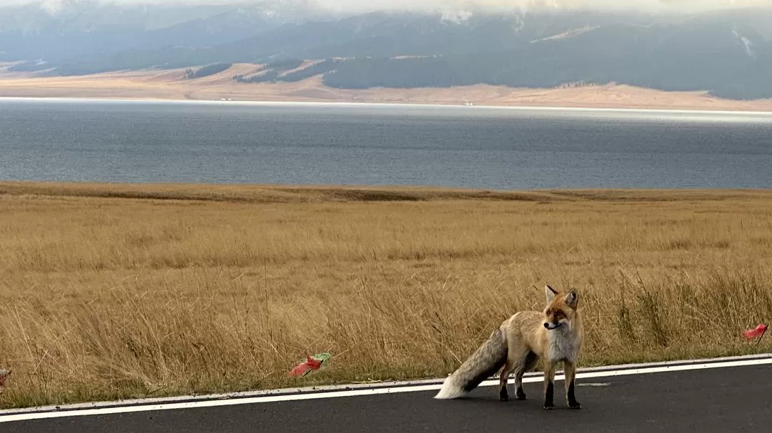 旅游推🈲荐一人游：2024旅游总结
