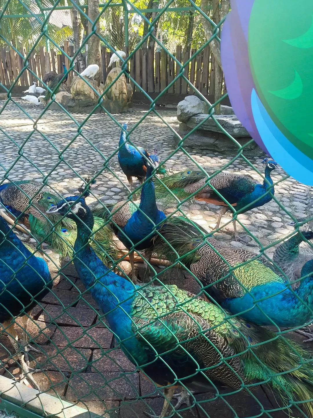 旅游推荐两人游:滇西⚡南七日游--腾冲芒市西双版纳之旅