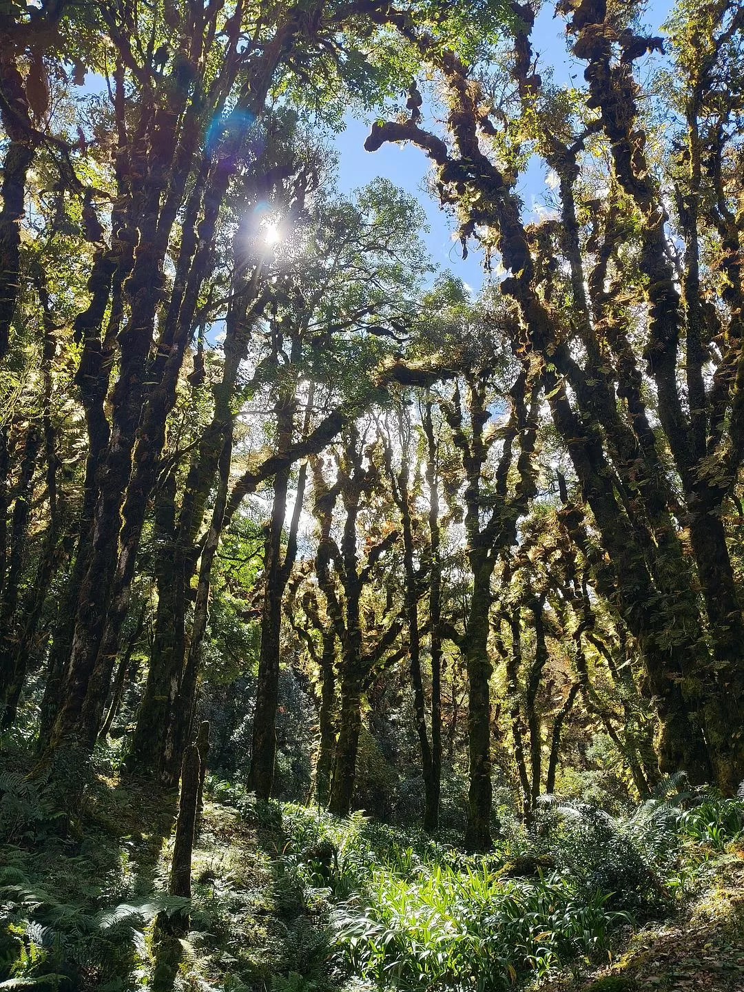旅游推荐两人游:滇西⚡南七日游--腾冲芒市西双版纳之旅