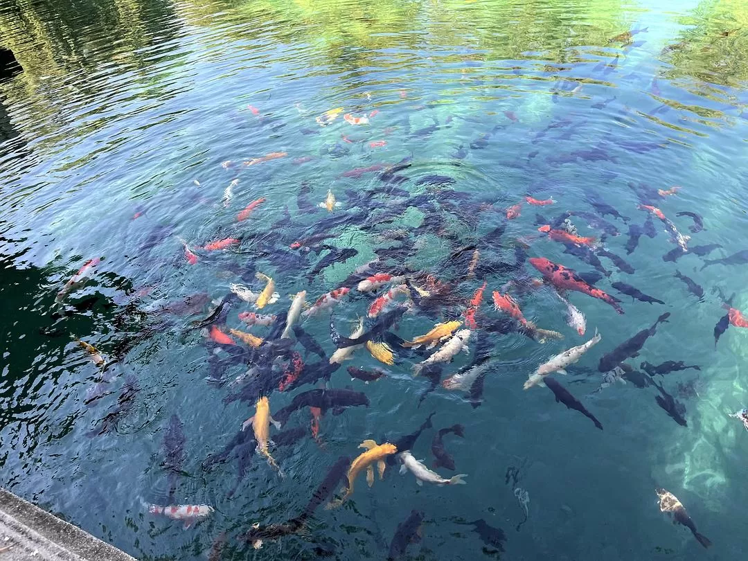 旅游💖推荐两人游：济南泉水清，可以濯我缨