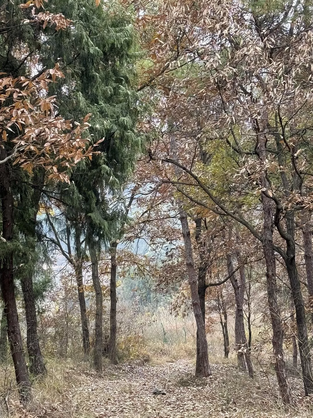 旅游推荐2024🏆年终旅行回顾，去了川西北海银川中卫贵阳扎尕那，满足于旅行带来的小美好