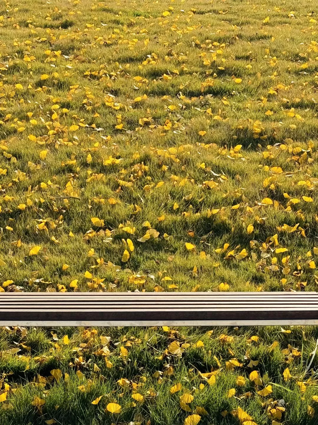 旅游推荐2024🏆年终旅行回顾，去了川西北海银川中卫贵阳扎尕那，满足于旅行带来的小美好