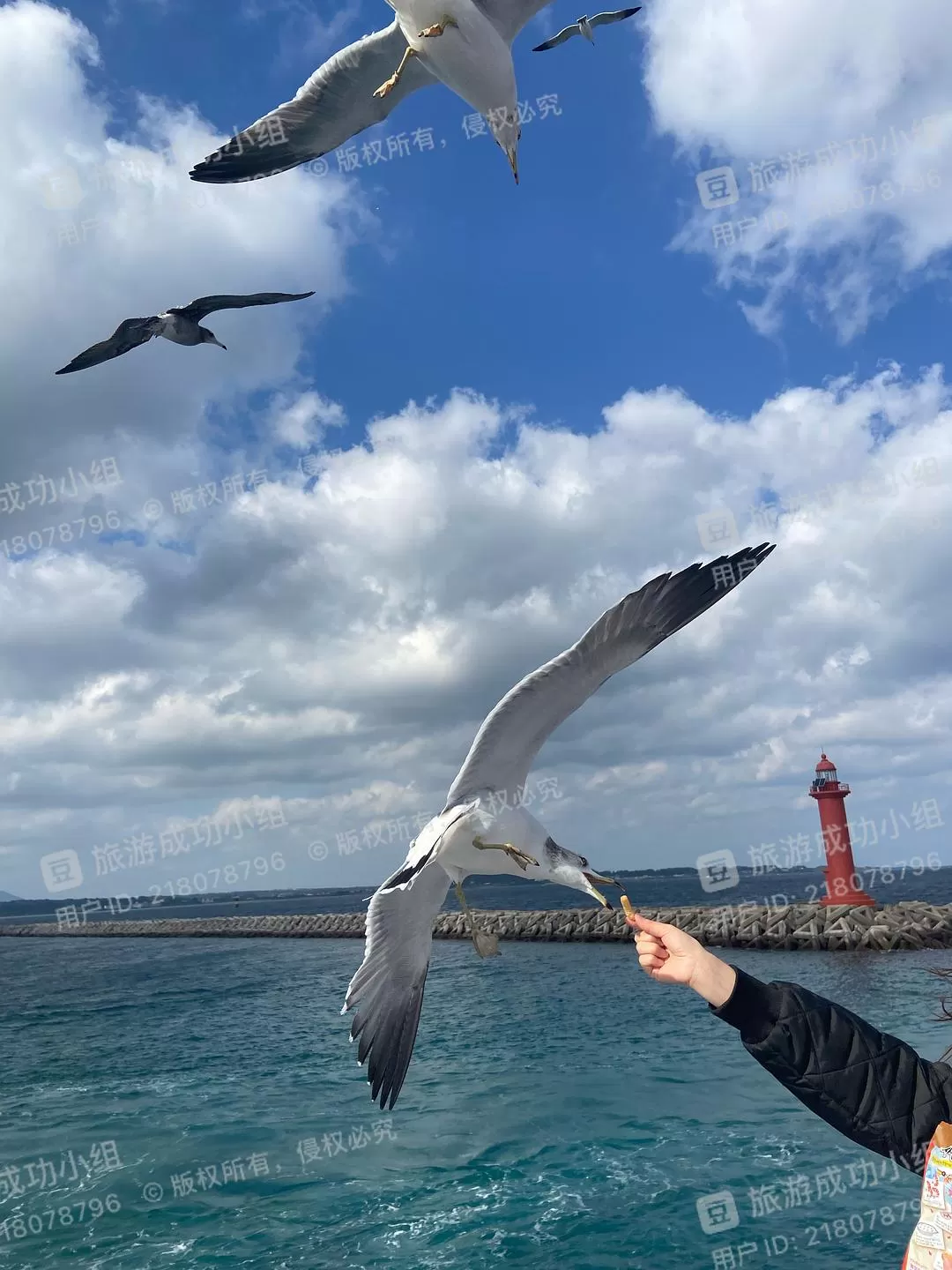 旅游推荐一人游:济州㊙️岛五天四晚超级成功!