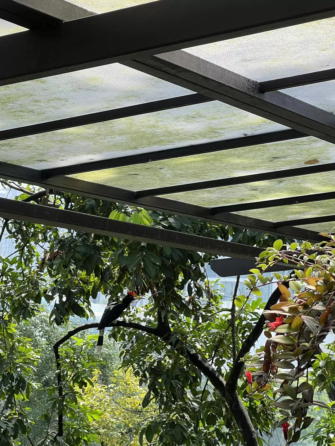 旅游推荐一人游：马来西亚吉隆坡+兰卡威跨年solo 🈲trip