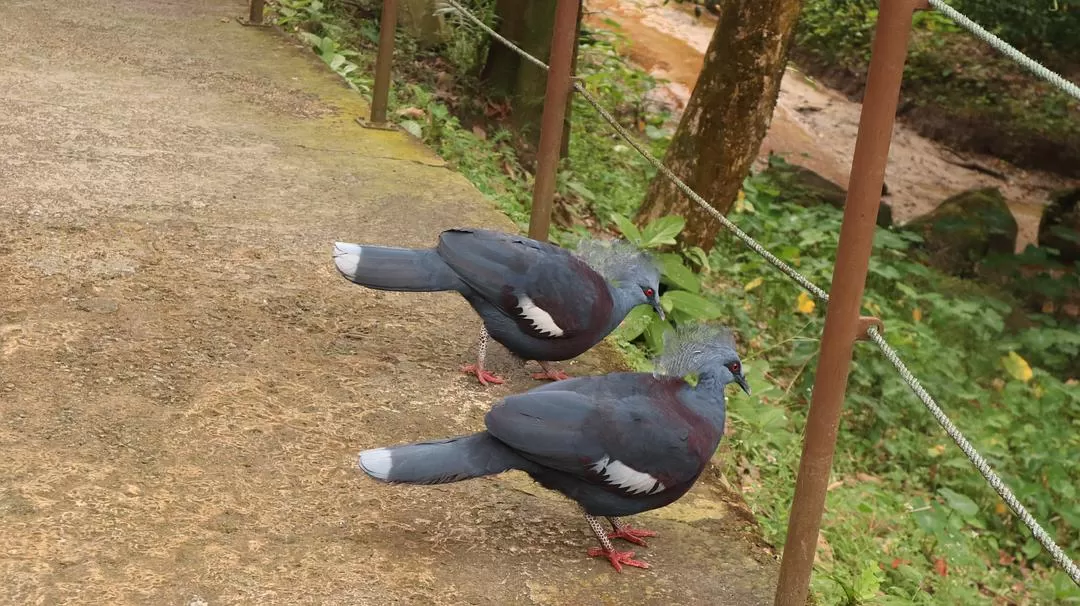 旅游推荐一人游：马来西亚吉隆坡+兰卡威跨年solo 🈲trip