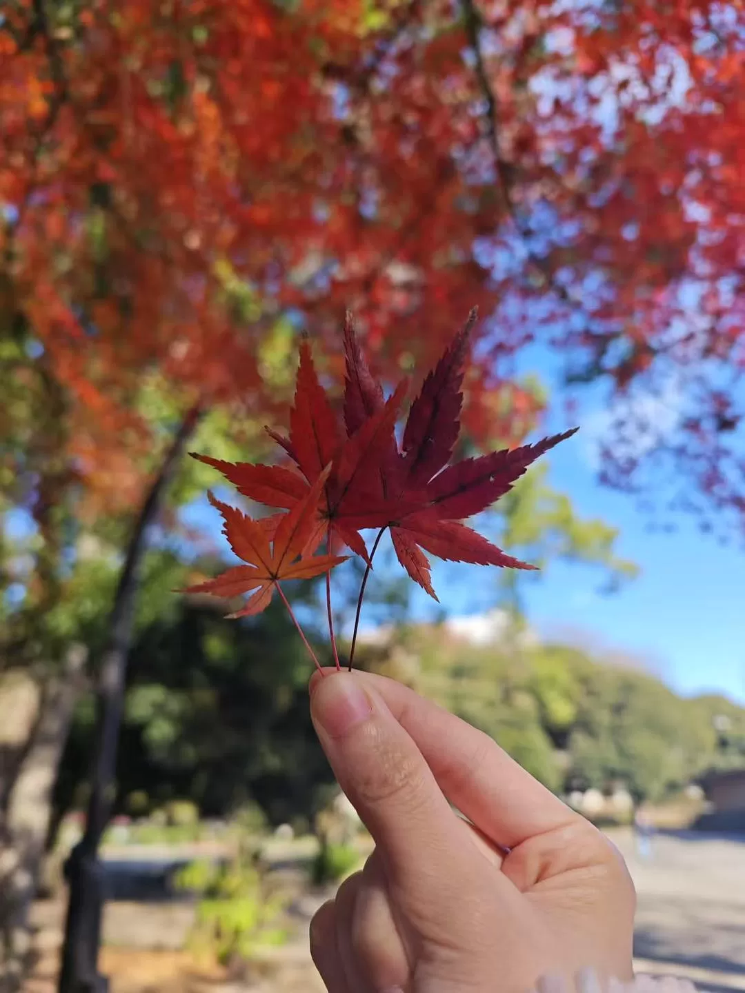 旅游推荐两人游💞：12.17-30日本14日(一)东京5日