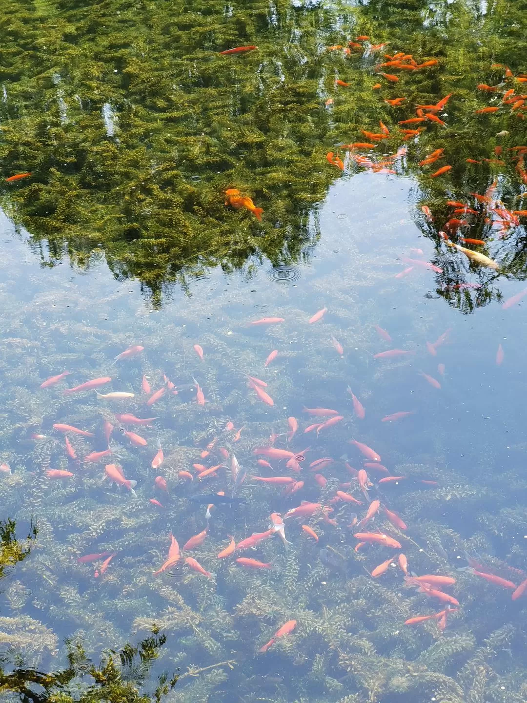 旅游推荐两人游:济南淄博各🔥一日游