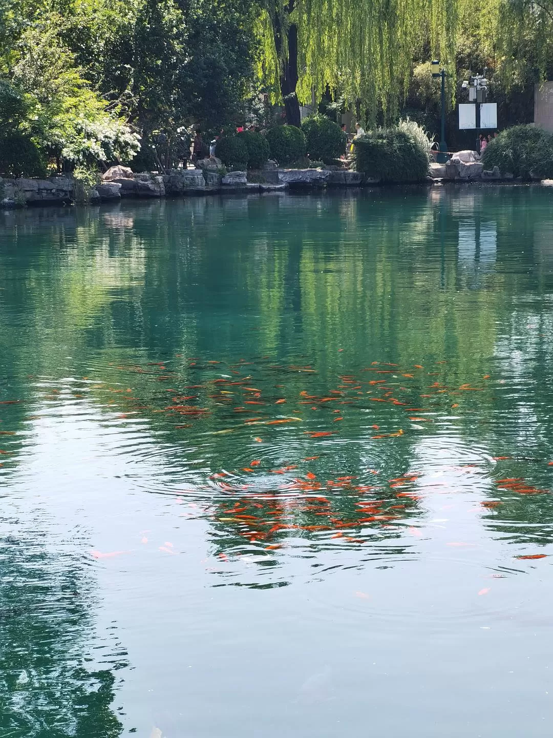 旅游推荐两人游：济南淄博各🔥一日游