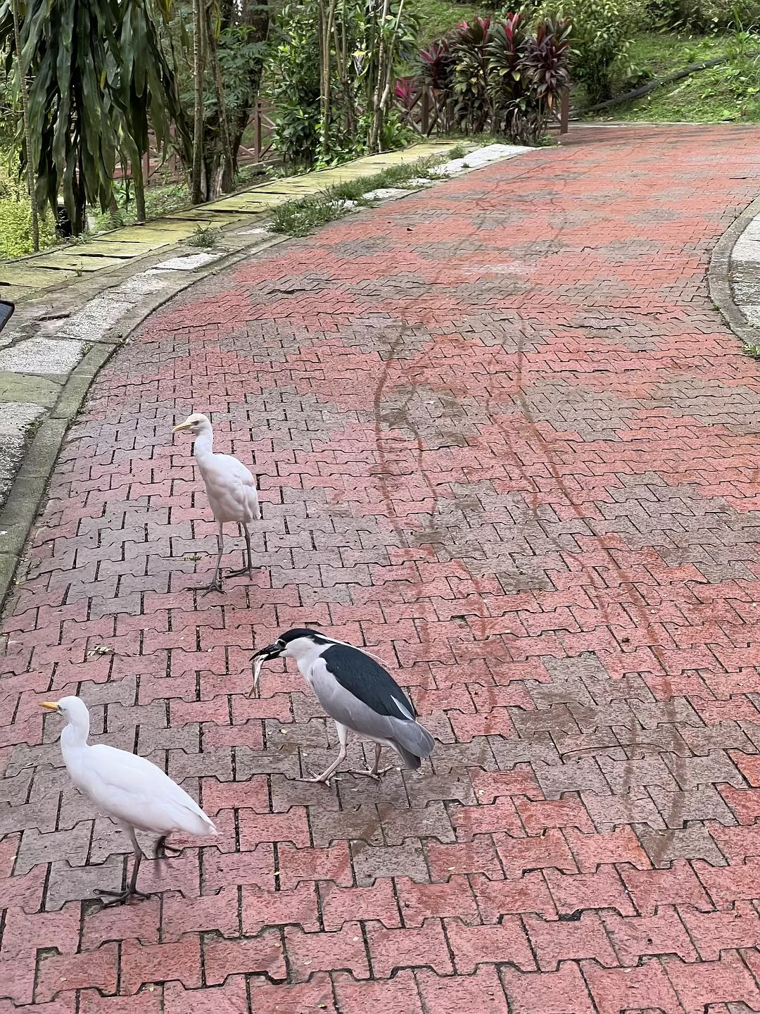 旅游推荐一人游：马来西亚吉隆坡+兰卡威跨年solo 🈲trip