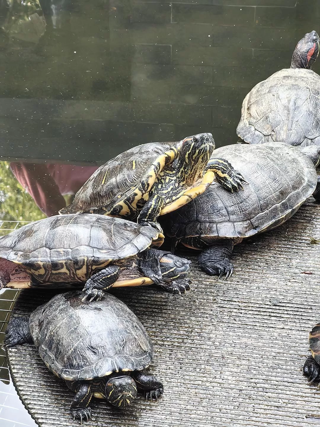 旅游推荐一人游：新年演唱会8天7晚广东行（🤬南京惠州佛山顺德）