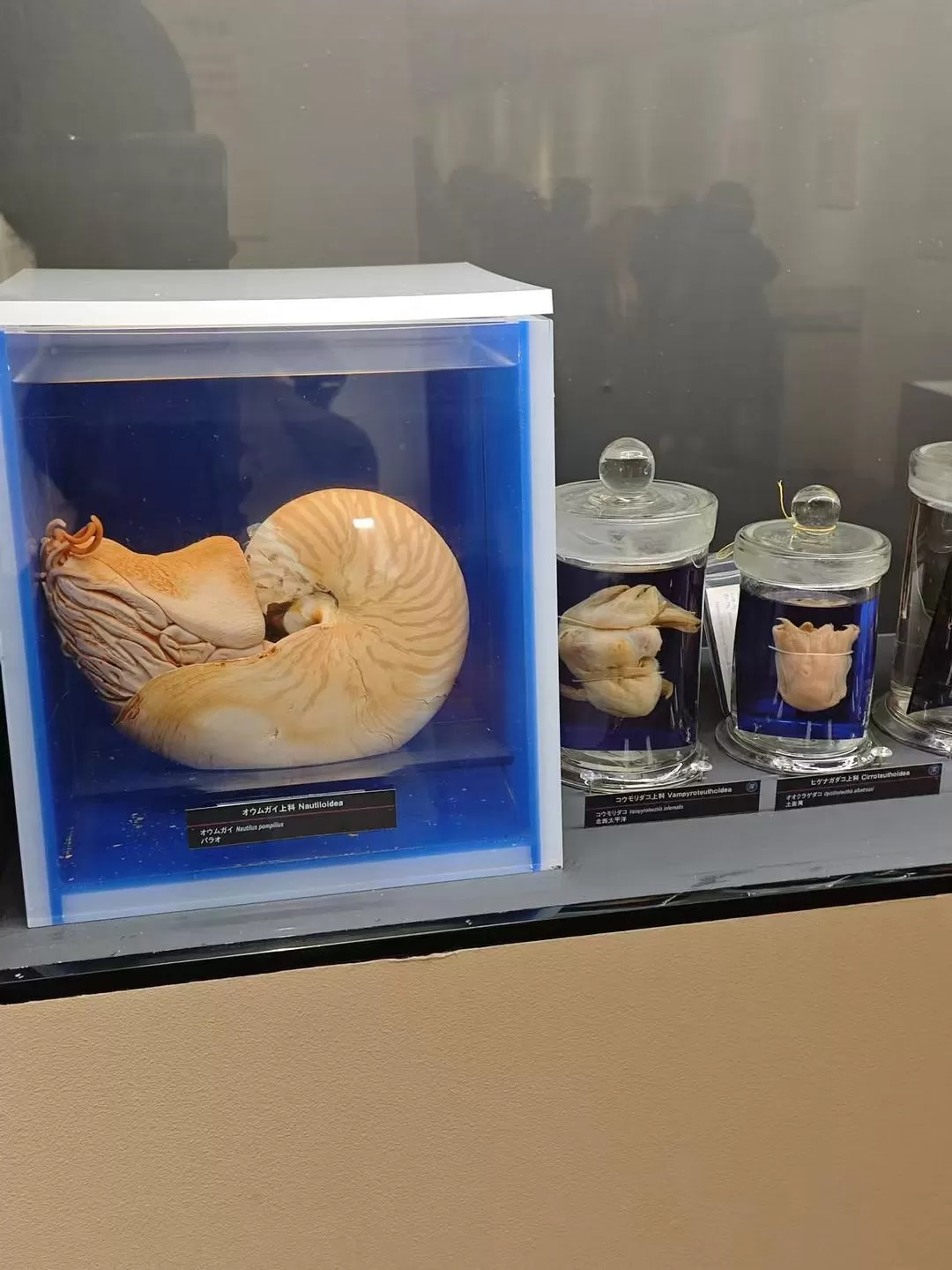 旅游推荐两人游💞：12.17-30日本14日(一)东京5日