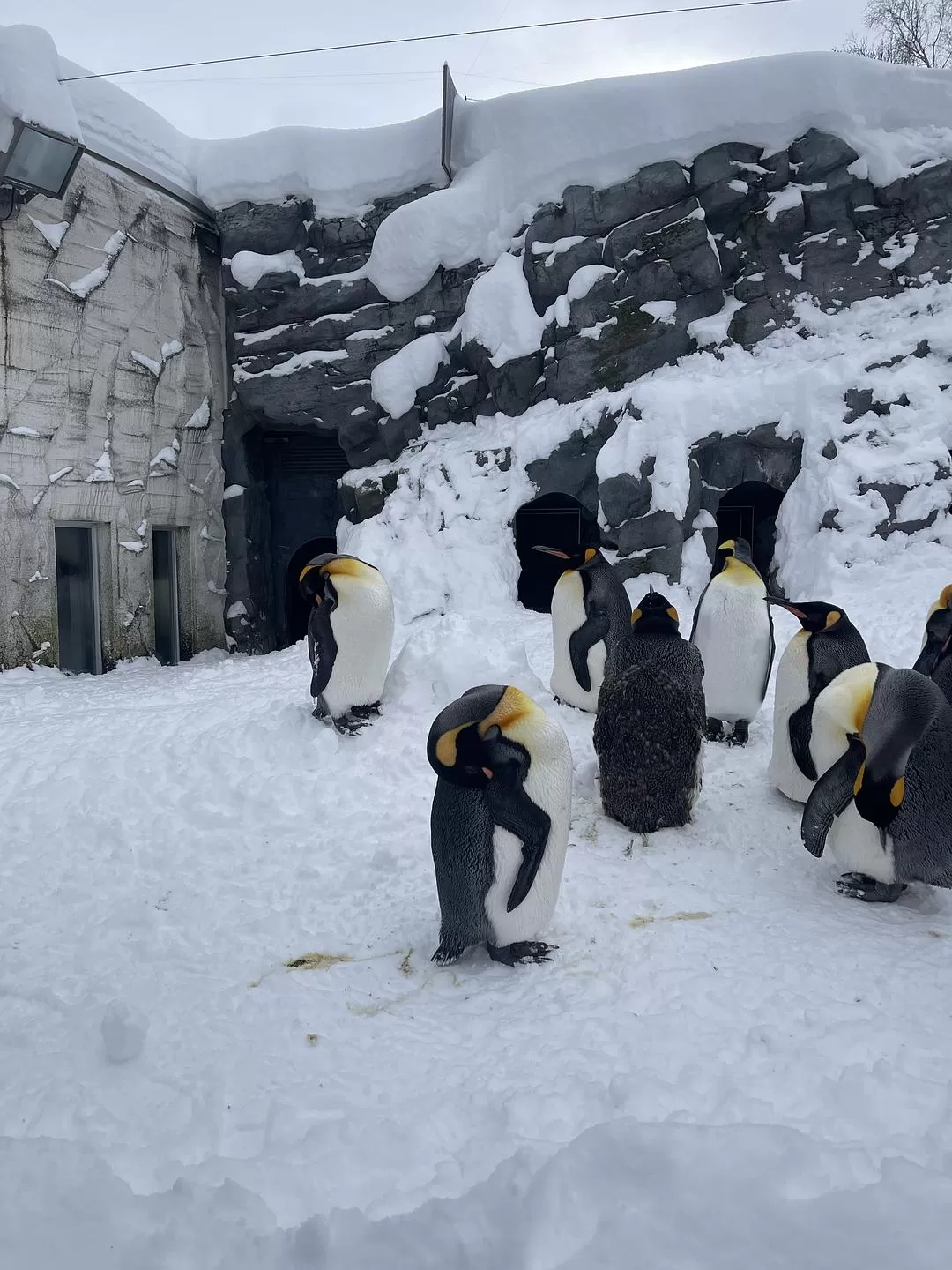 旅游推💢荐国外游：北海道一周之旅