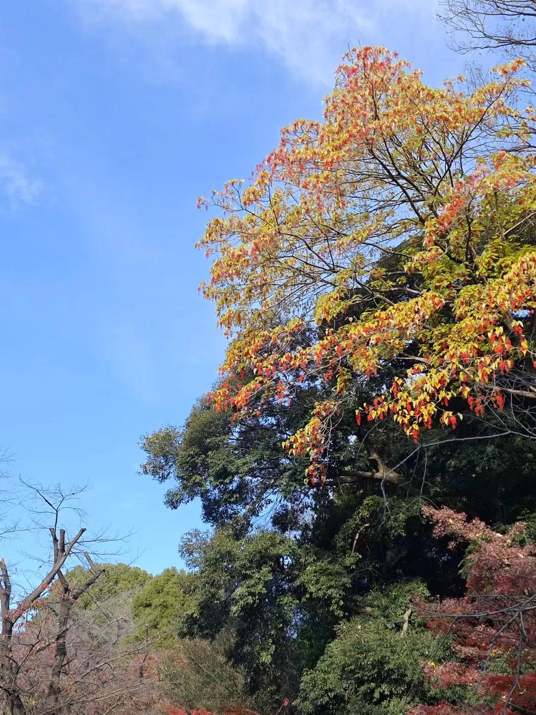旅游推荐两人游💞：12.17-30日本14日(一)东京5日