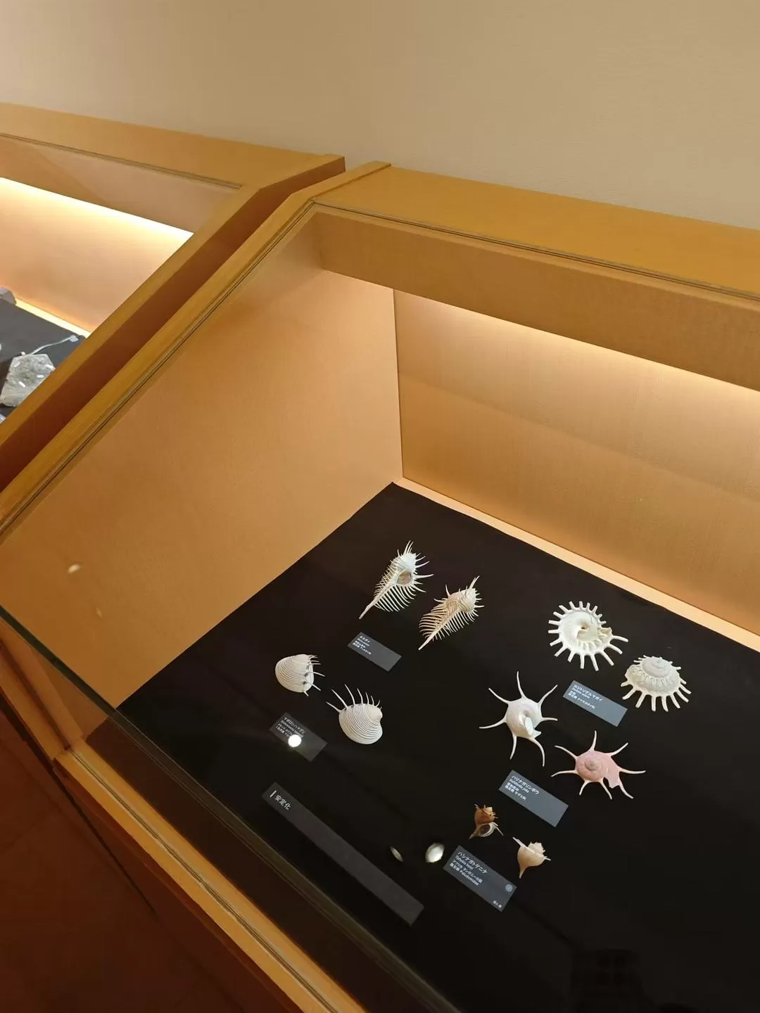 旅游推荐两人游💞：12.17-30日本14日(一)东京5日