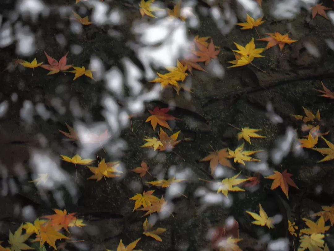 ㊙️旅游推荐杭州穷游暴走四天四晚（附路线）