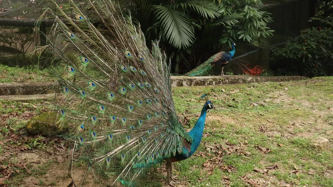 旅游推荐一人游：马来西亚吉隆坡+兰卡威跨年solo 🈲trip