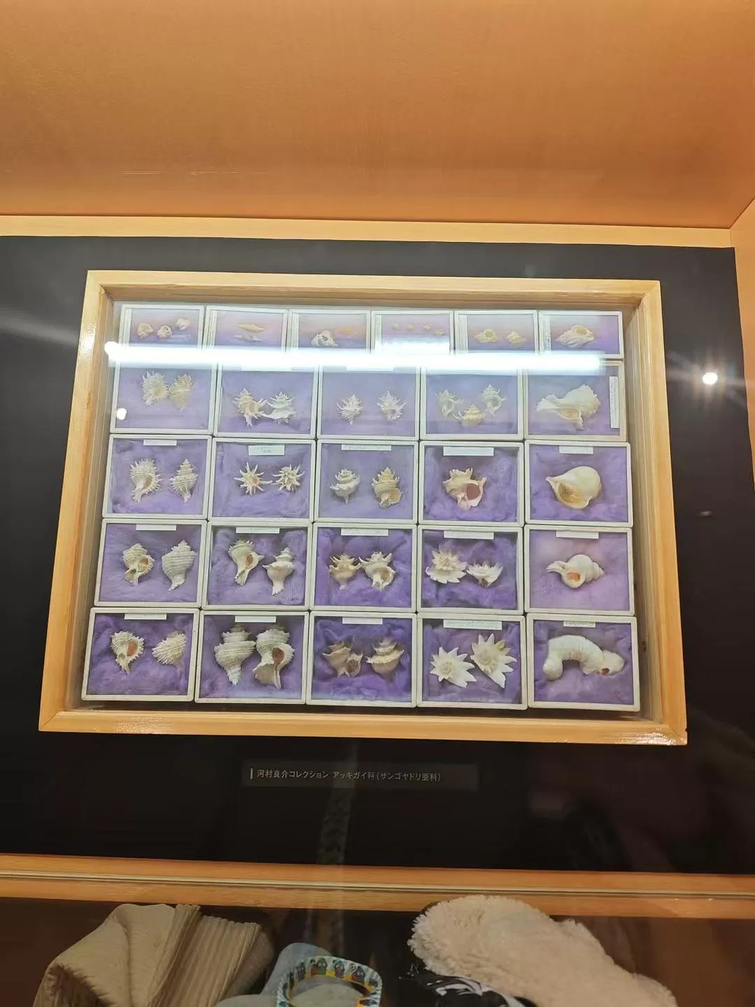 旅游推荐两人游💞：12.17-30日本14日(一)东京5日