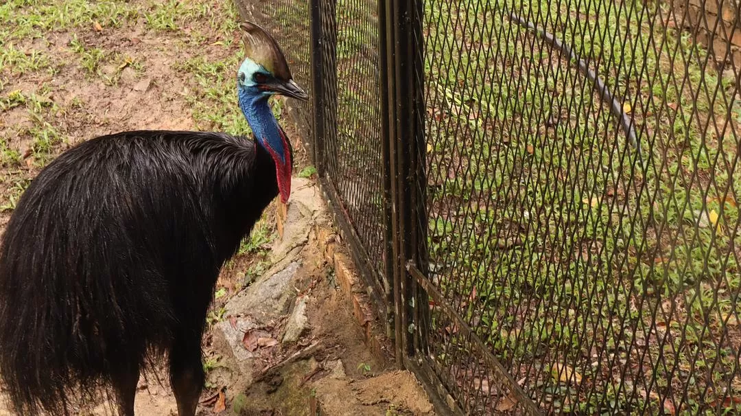旅游推荐一人游：马来西亚吉隆坡+兰卡威跨年solo 🈲trip