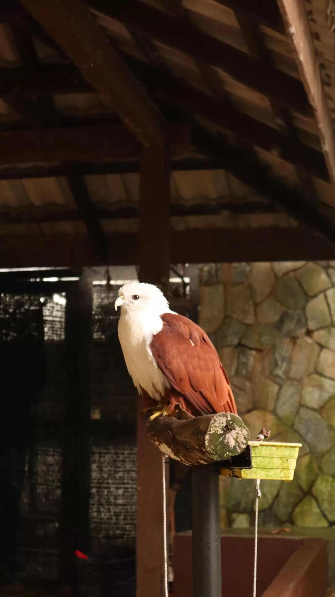 旅游推荐一人游：马来西亚吉隆坡+兰卡威跨年solo 🈲trip