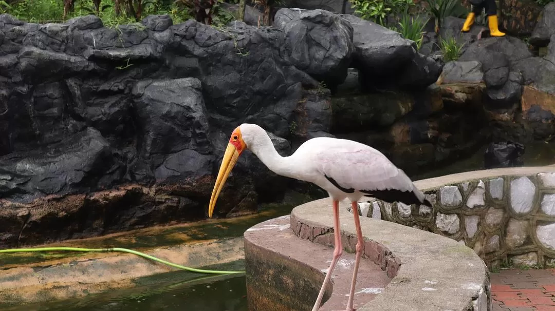 旅游推荐一人游：马来西亚吉隆坡+兰卡威跨年solo 🈲trip