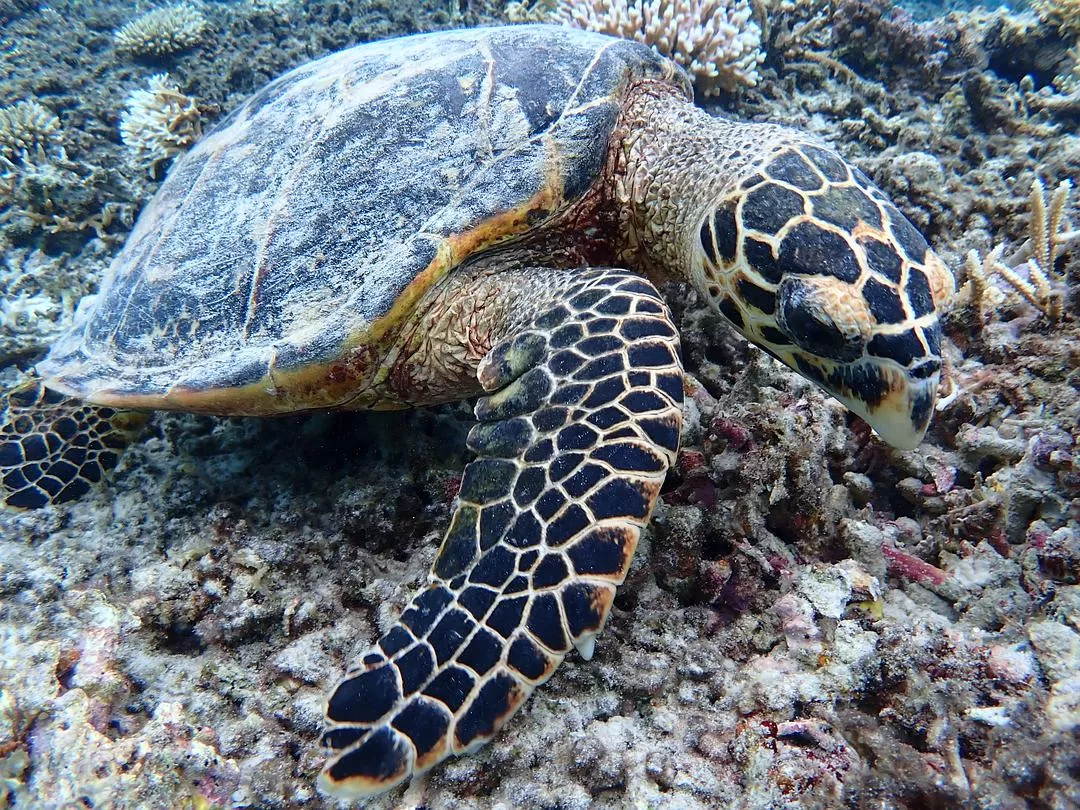 旅游推荐🏆国外游:该溜子型文青的冲绳+东京恋恋不舍十五天(还没写完)