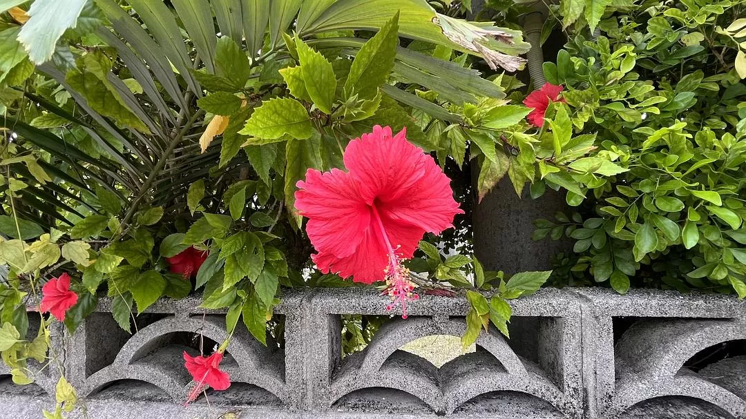 旅游推荐🏆国外游:该溜子型文青的冲绳+东京恋恋不舍十五天(还没写完)