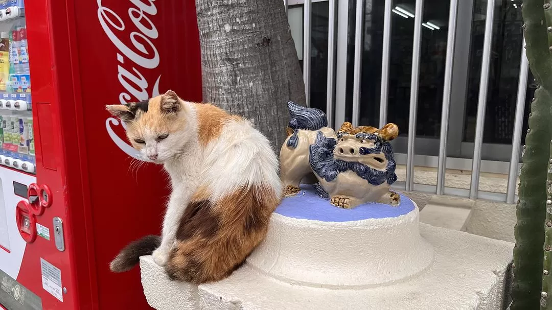 旅游推荐🏆国外游:该溜子型文青的冲绳+东京恋恋不舍十五天(还没写完)