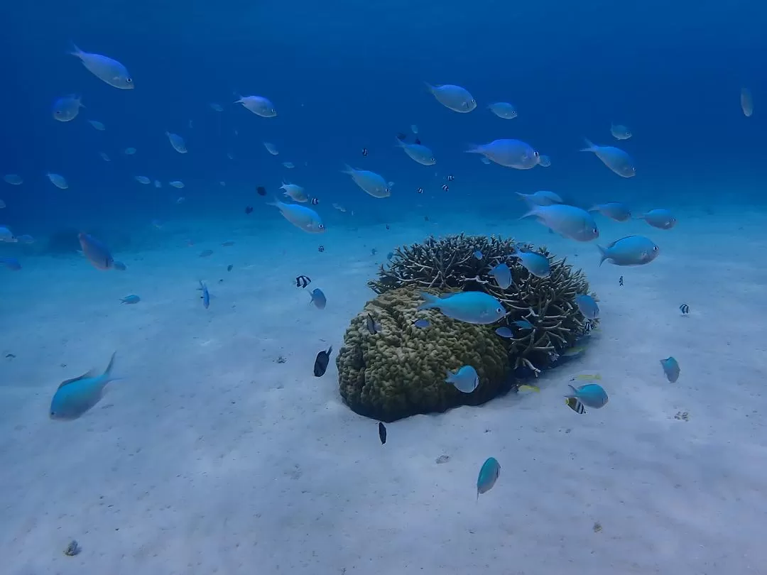 旅游推荐🏆国外游：该溜子型文青的冲绳+东京恋恋不舍十五天（还没写完）