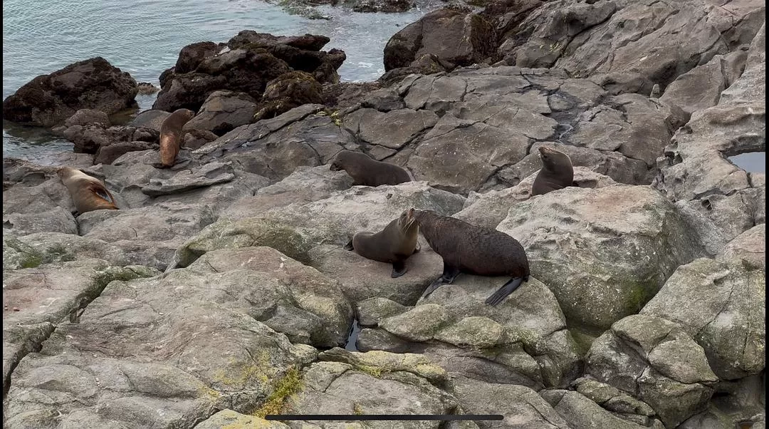 旅游推荐国外游：🇳🇿新西兰南岛自驾，雪🥇山草原森林湖泊峡湾星空大海