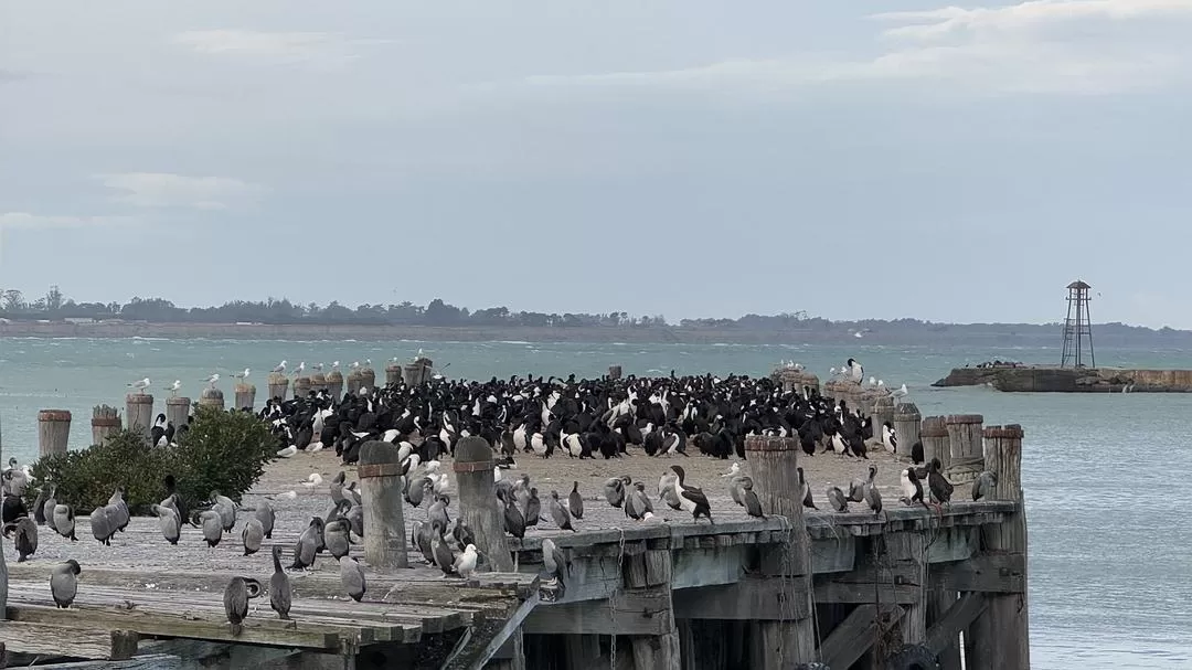 旅游推荐国外游：🇳🇿新西兰南岛自驾，雪🥇山草原森林湖泊峡湾星空大海