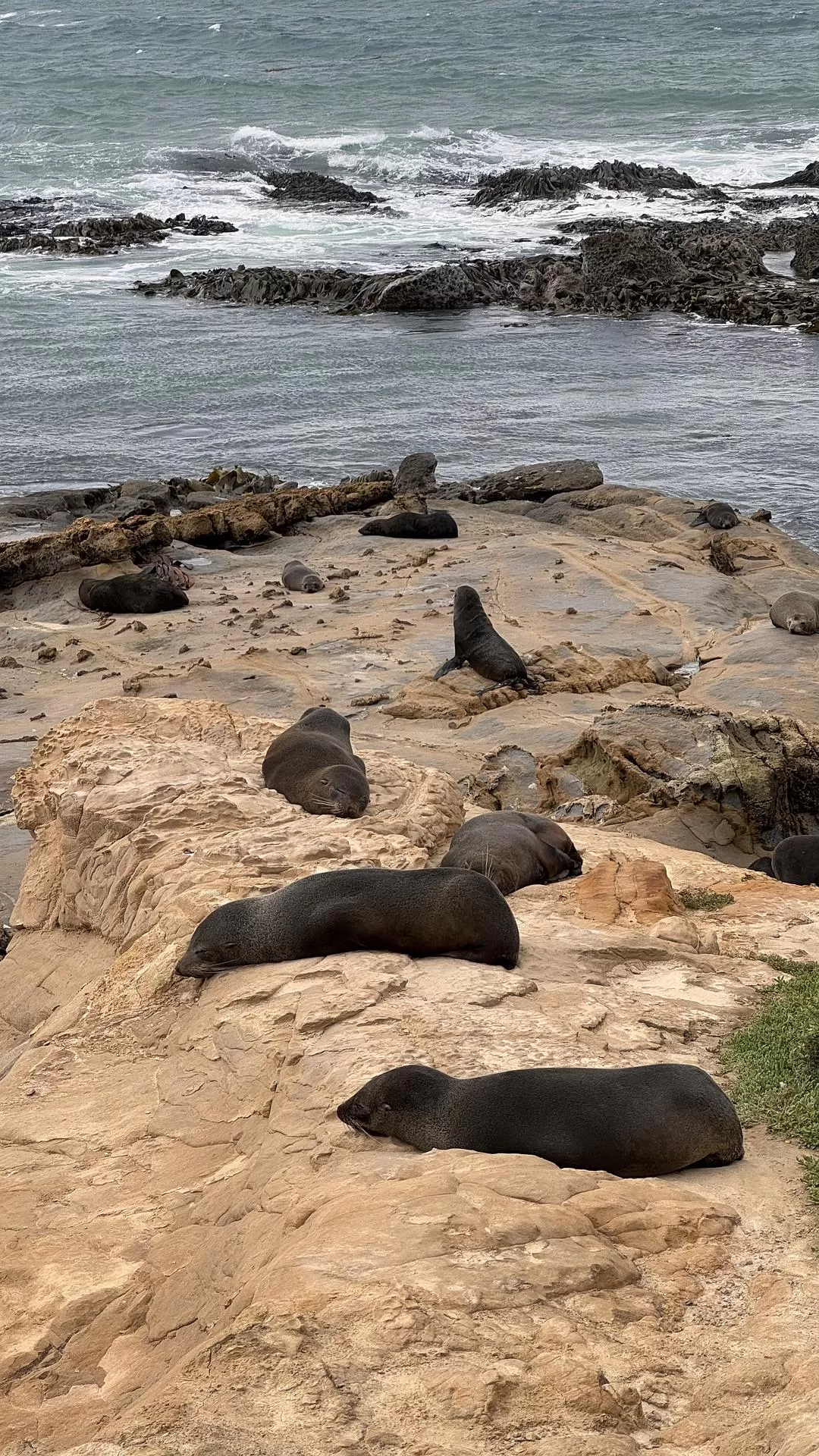旅游推荐国外游：🇳🇿新西兰南岛自驾，雪🥇山草原森林湖泊峡湾星空大海