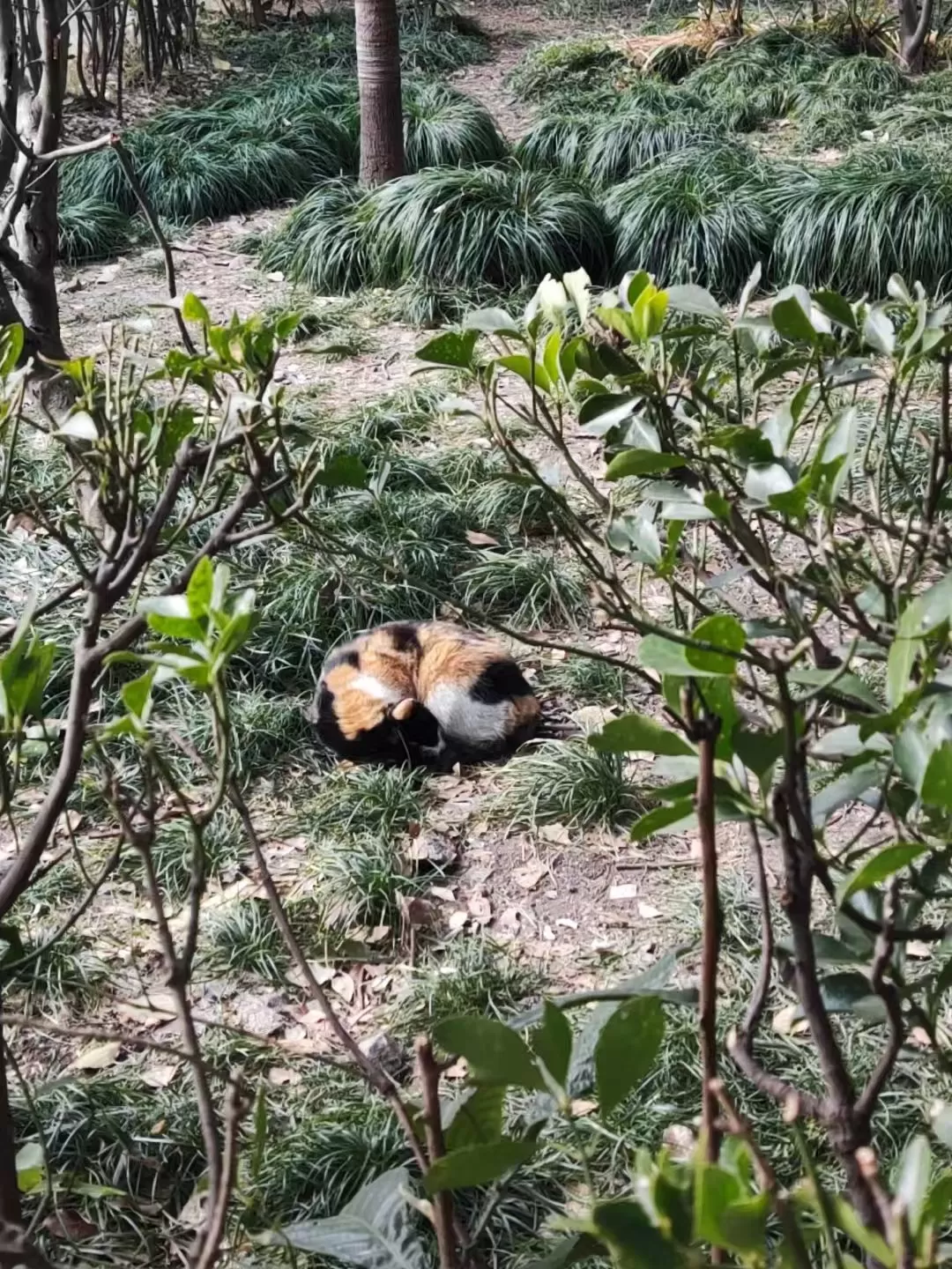 旅游推荐一🥈人游：寒假里的苏州三日游~~