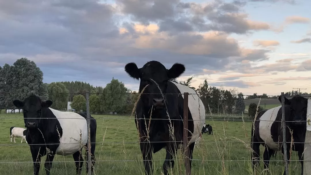 旅游推荐国外游：🇳🇿新西兰南岛自驾，雪🥇山草原森林湖泊峡湾星空大海