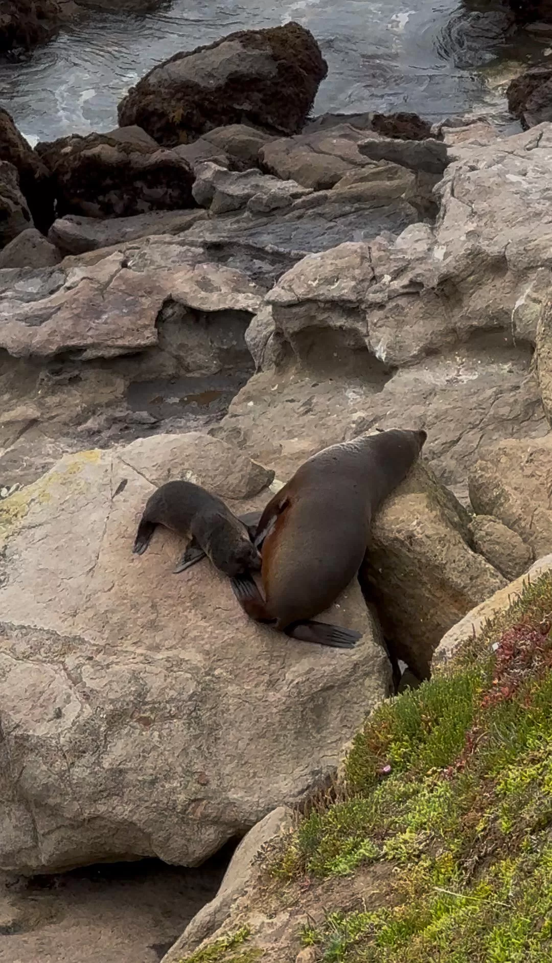 旅游推荐国外游：🇳🇿新西兰南岛自驾，雪🥇山草原森林湖泊峡湾星空大海