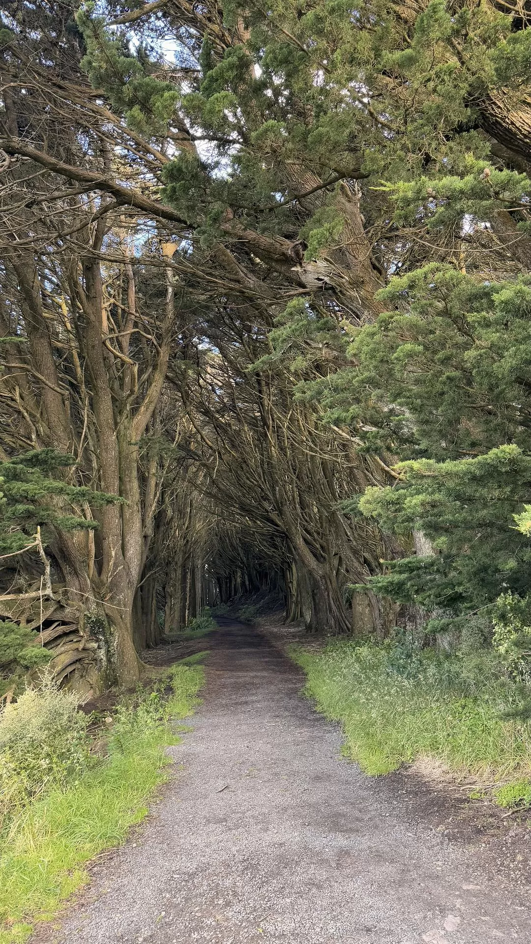 旅游推荐国外游：🇳🇿新西兰南岛自驾，雪🥇山草原森林湖泊峡湾星空大海