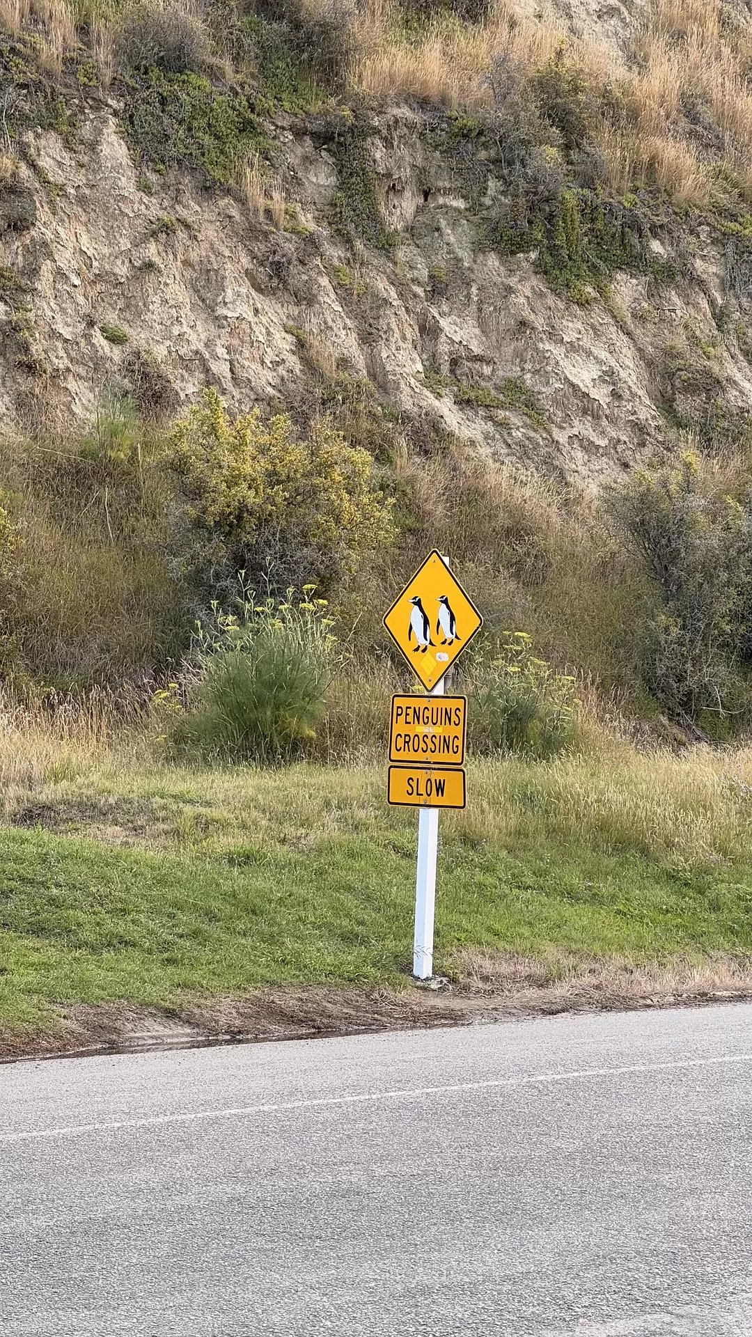 旅游推荐国外游：🇳🇿新西兰南岛自驾，雪🥇山草原森林湖泊峡湾星空大海