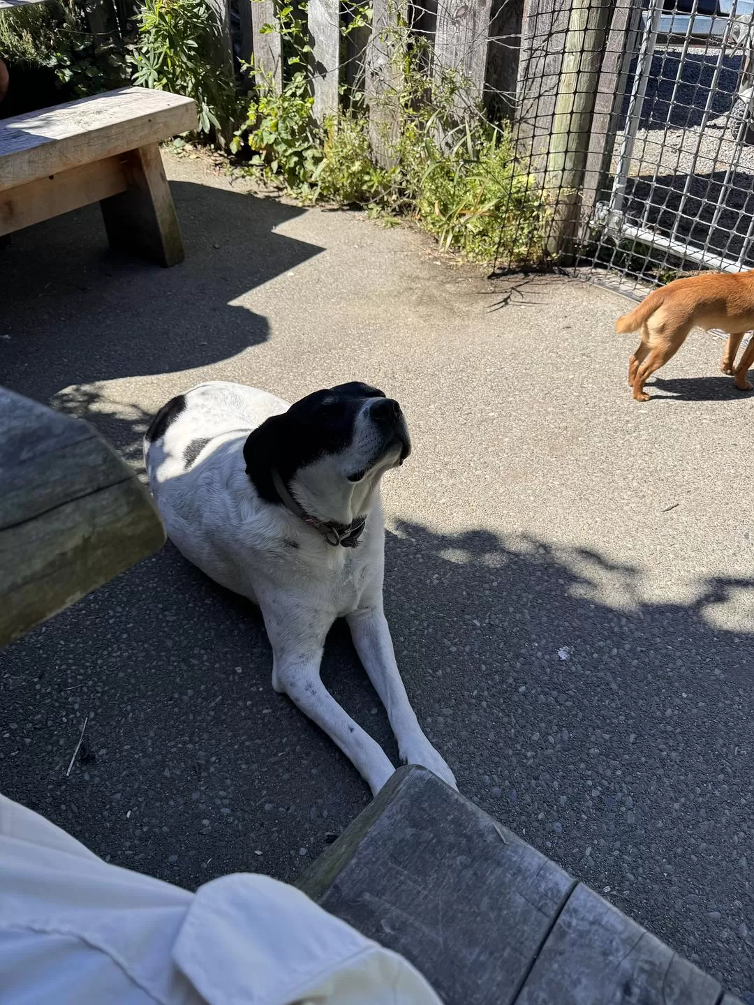旅游推荐国外游：🇳🇿新西兰南岛自驾，雪🥇山草原森林湖泊峡湾星空大海