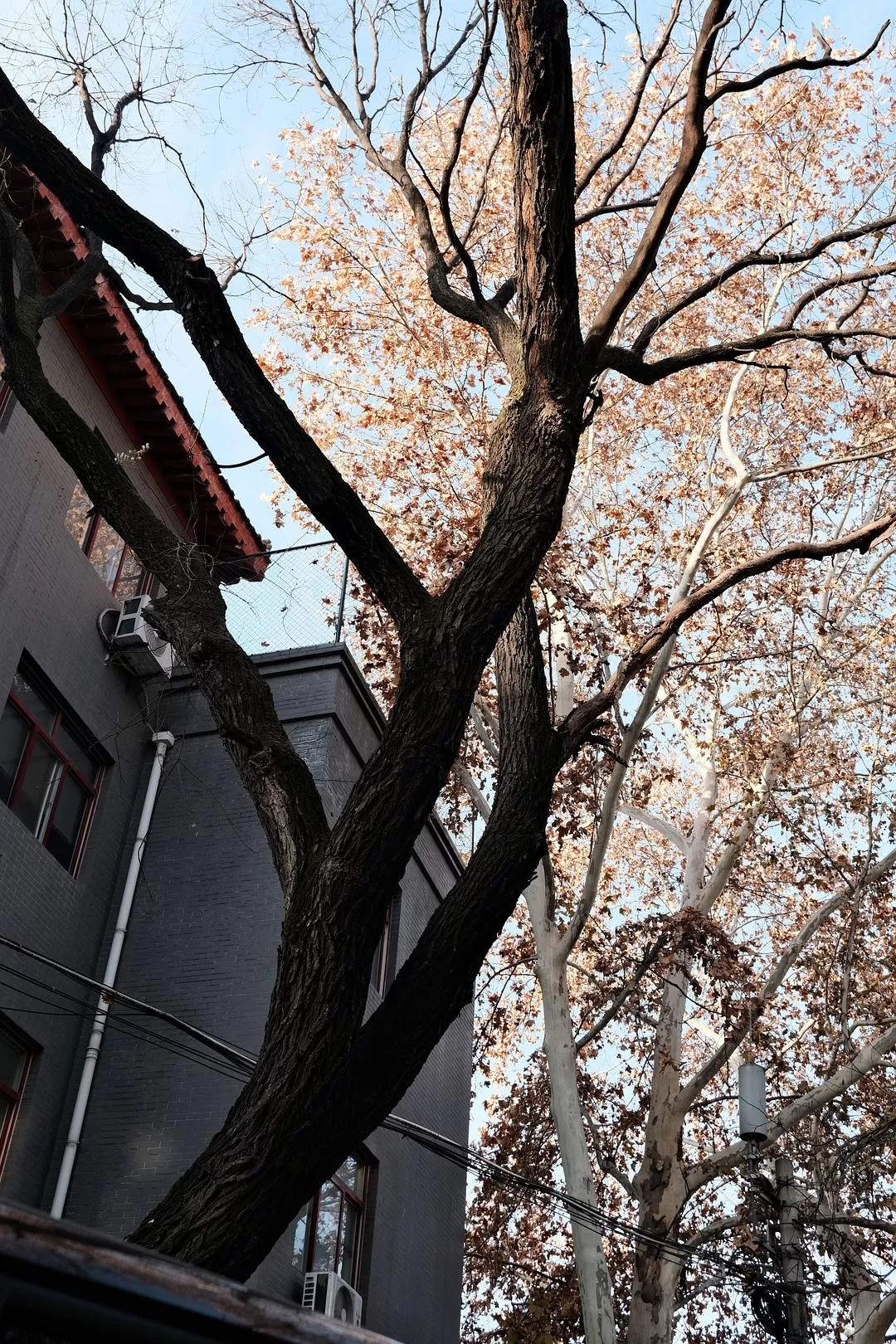 旅游推荐一人游：西安四日🧧游