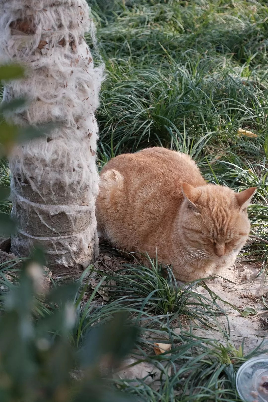 旅游推荐一人游：西安四日🧧游