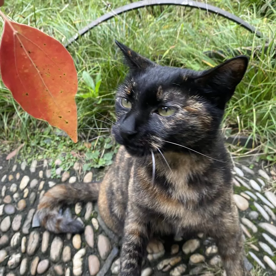 旅游💞推荐一人游：10月苏州成功