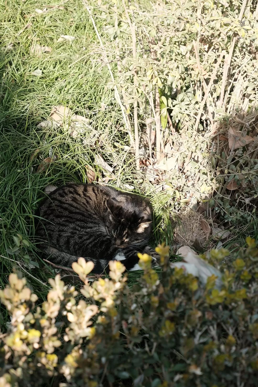 旅游推荐一人游：西安四日🧧游