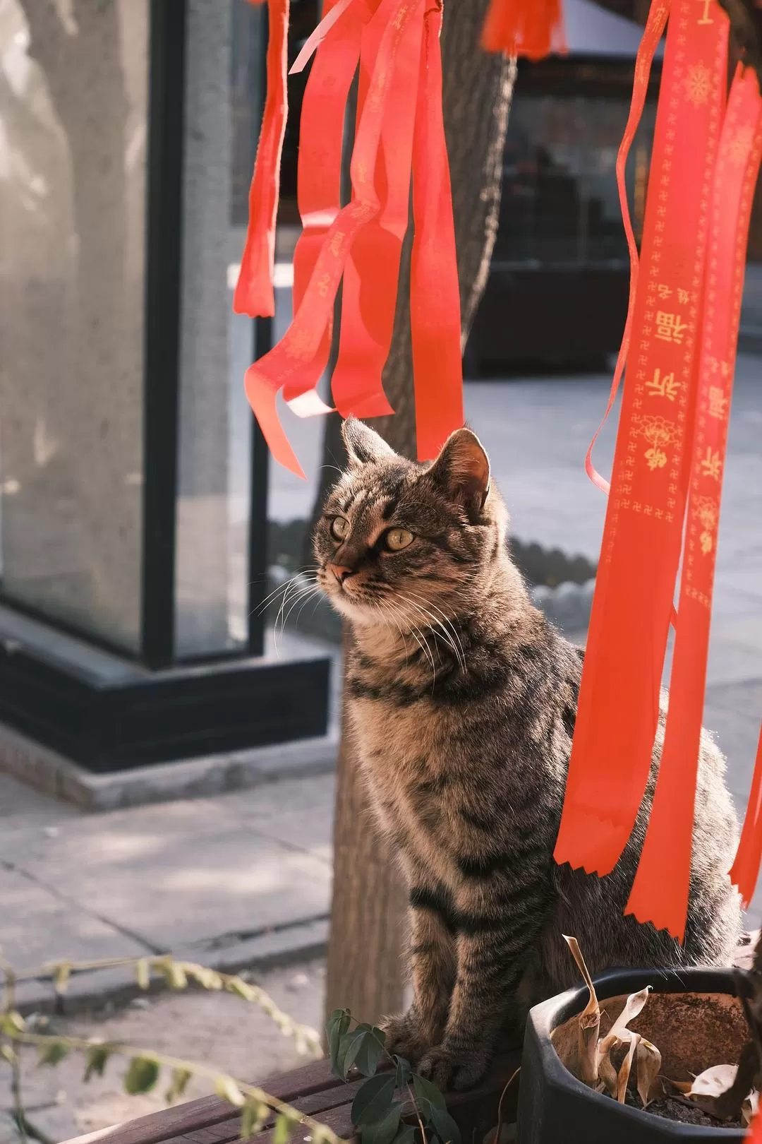 旅游推荐一人游：西安四日🧧游