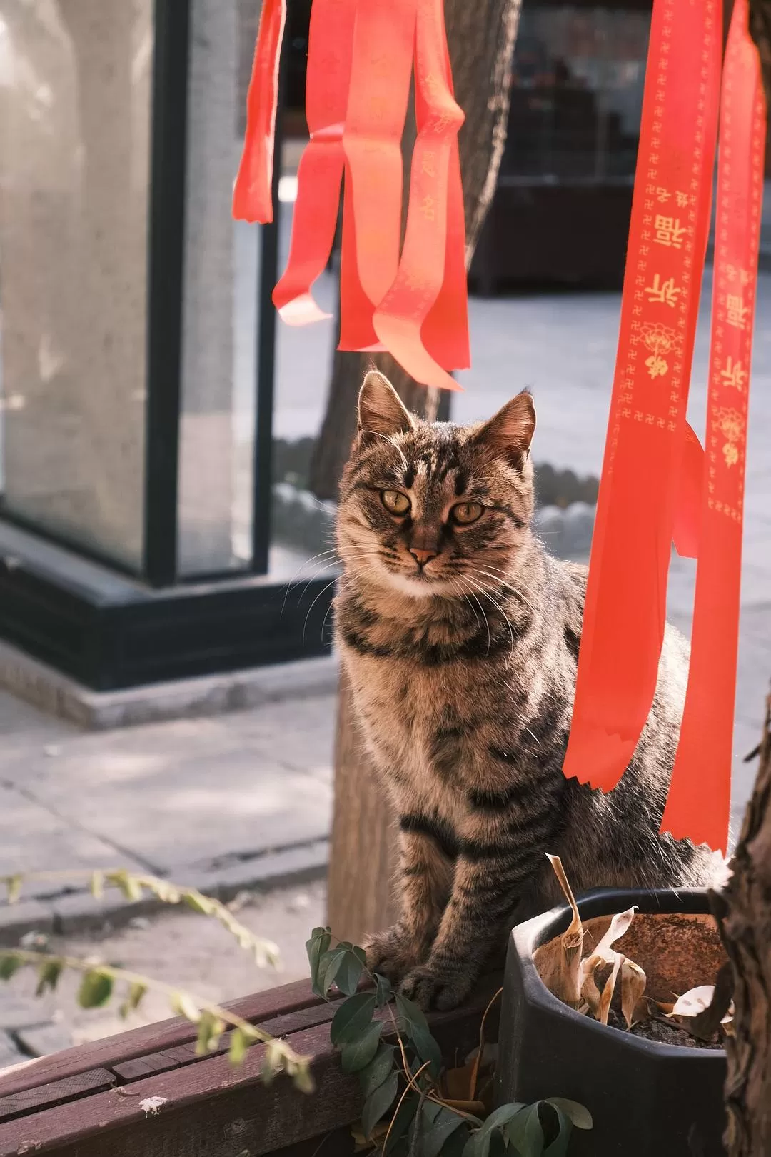 旅游推荐一人游：西安四日🧧游