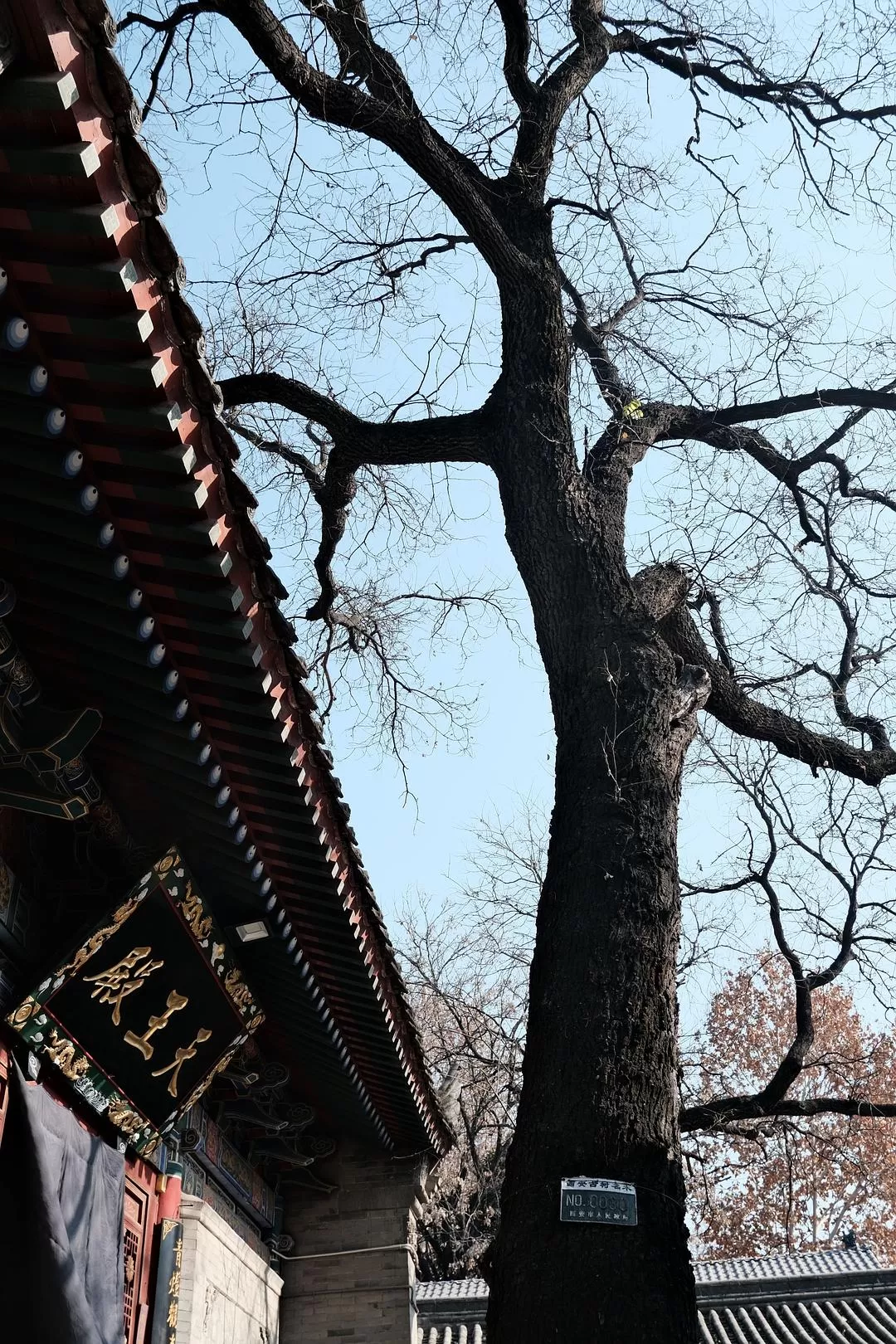 旅游推荐一人游：西安四日🧧游