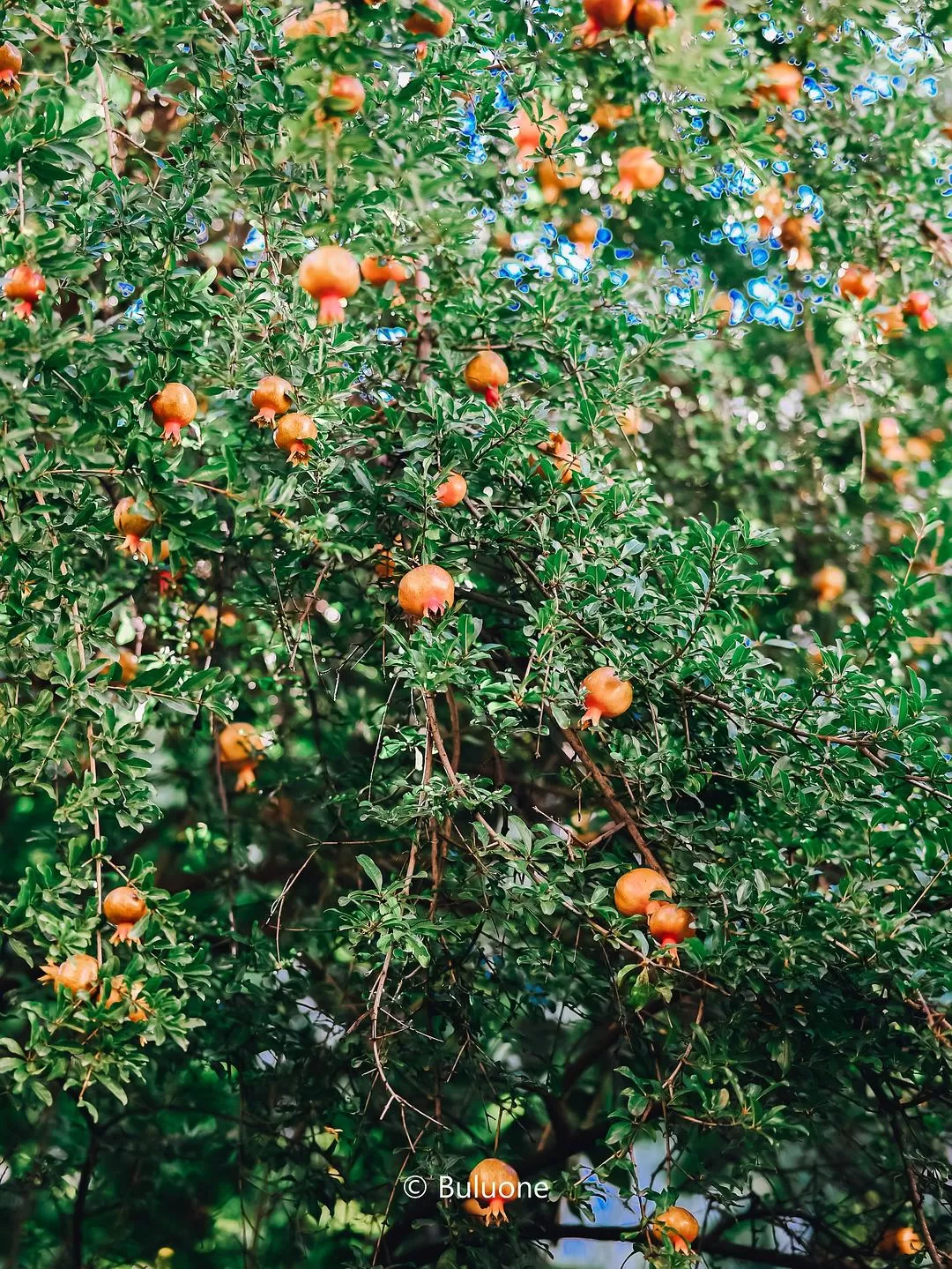 旅游推荐国外游🏆：亚美尼亚小众游(美图版)
